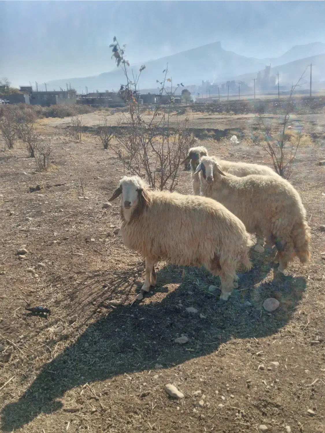 میش وشک|حیوانات مزرعه|ایلام, |دیوار