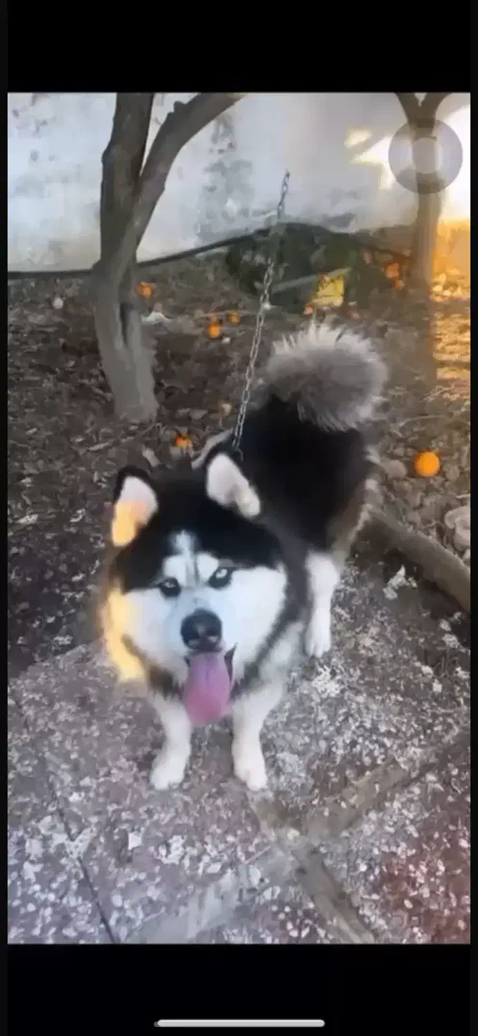 هاسکی مالاموت|سگ|آکند, |دیوار