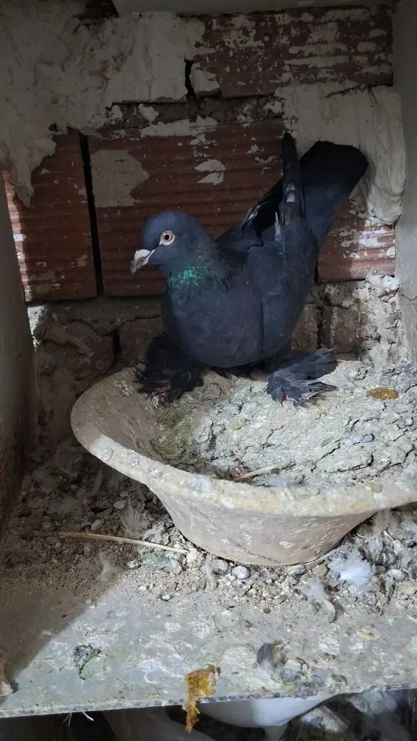 کفتر قره|پرنده|تبریز, |دیوار