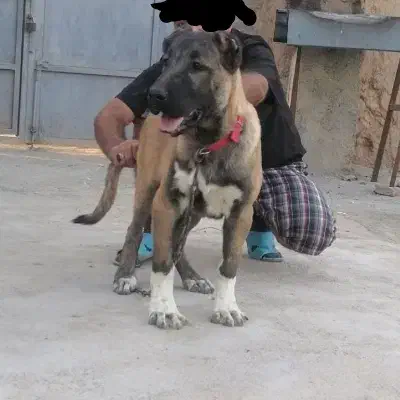 طوله سرابی|سگ|اسلامشهر, شاطره|دیوار