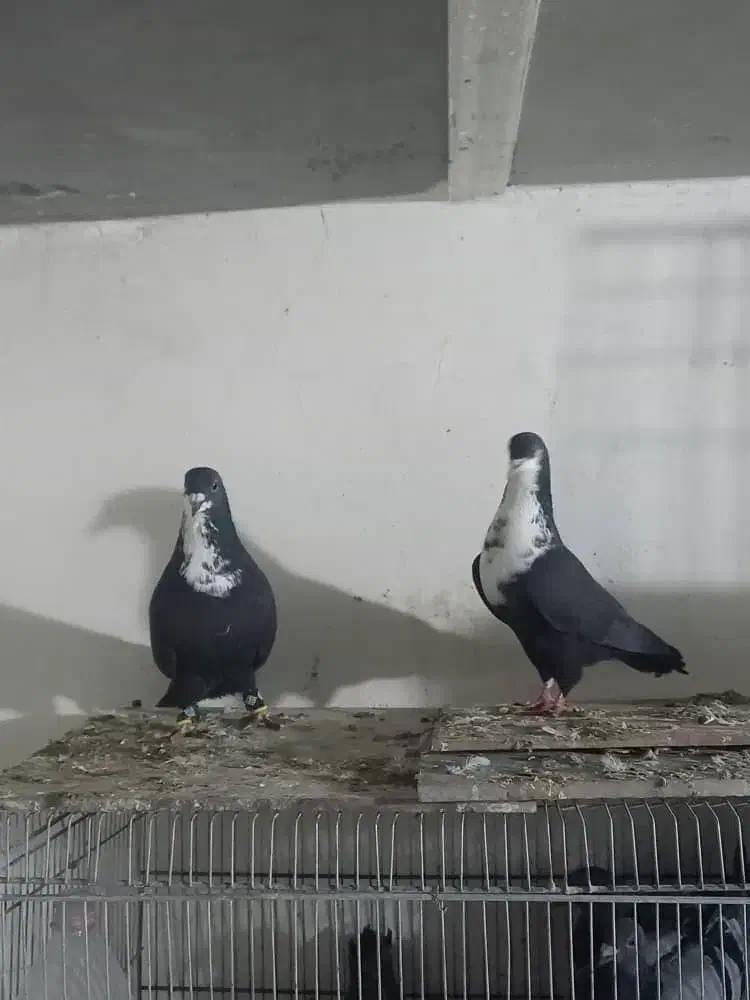 کرباتی|پرنده|فولادشهر, مدیسه|دیوار