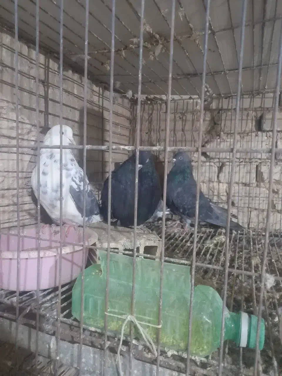 عروس هلندی و کفتر|حراج|یزد, |دیوار