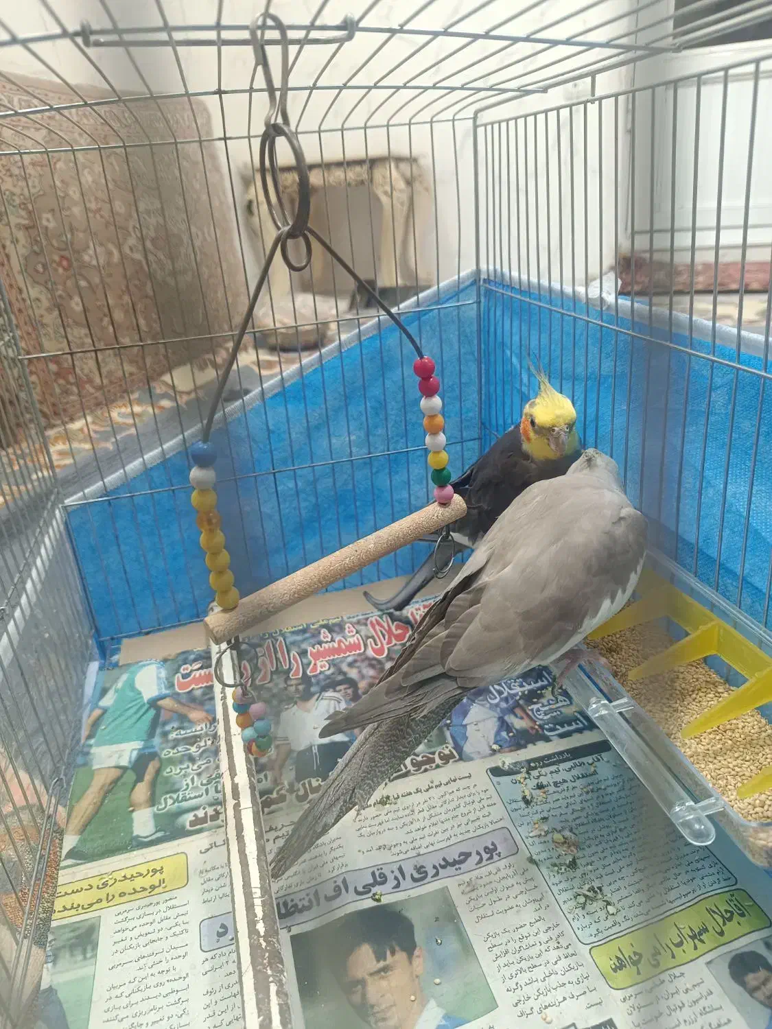 عروس هلندی|پرنده|تبریز, |دیوار