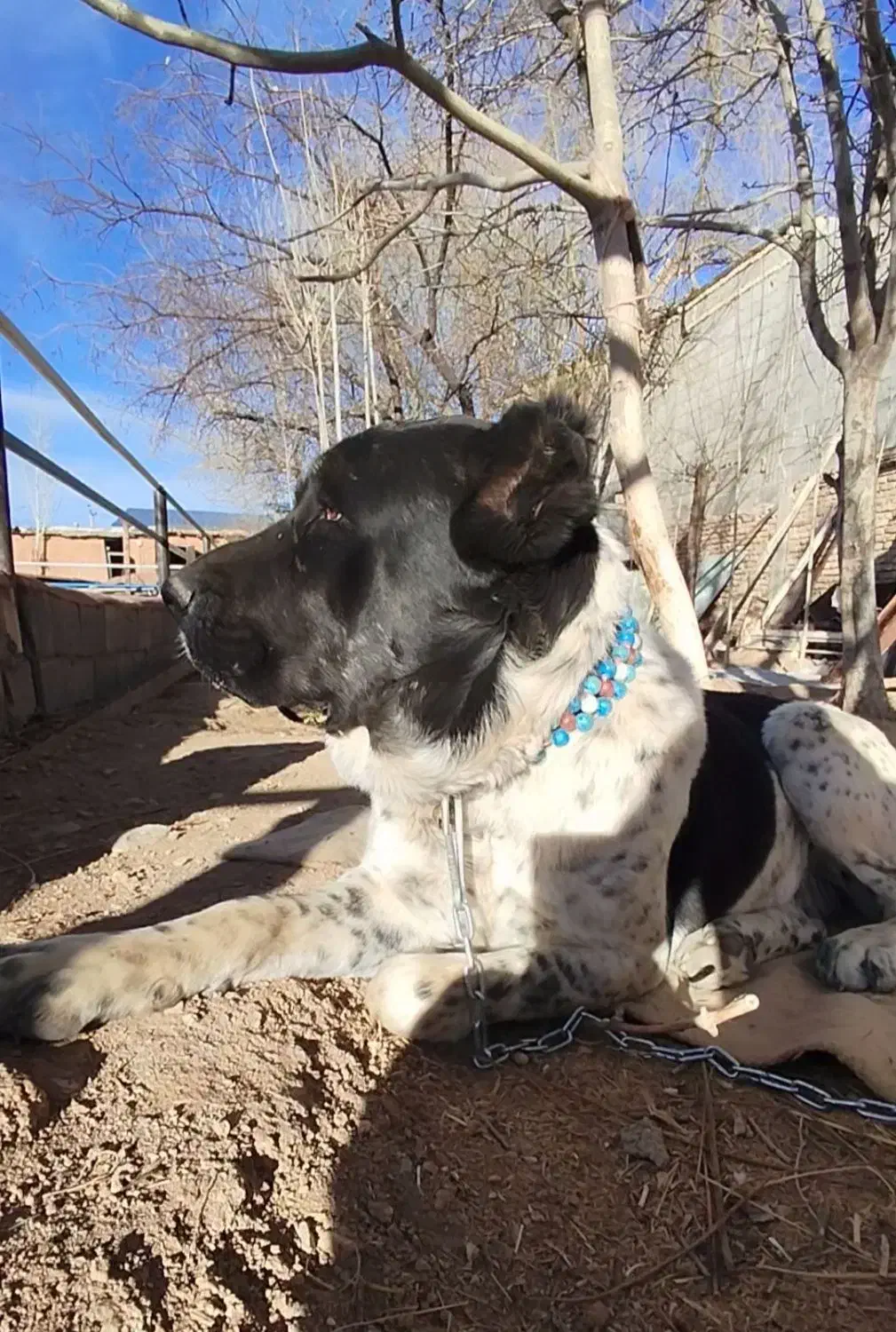 لاس خراسانی آلابای قدرجونی سرابی|سگ|خمینیشهر, |دیوار