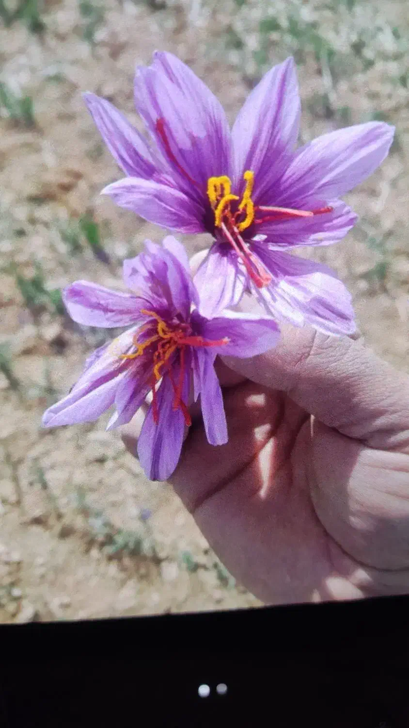 پیاززعفران|خدمات باغبانی و درختکاری|پاکدشت, پاکدشت (مامازند)|دیوار