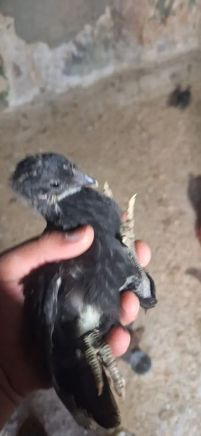 جوجه مرغ محلی ۴۰ روزه|حیوانات مزرعه|جم, |دیوار