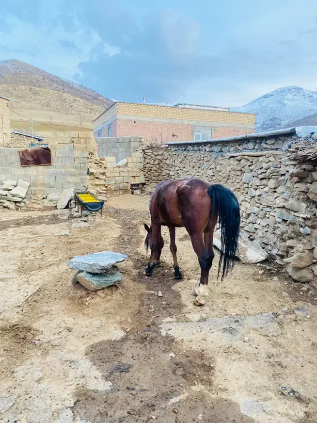 فروشی|اسب و تجهیزات اسبسواری|بانه, |دیوار