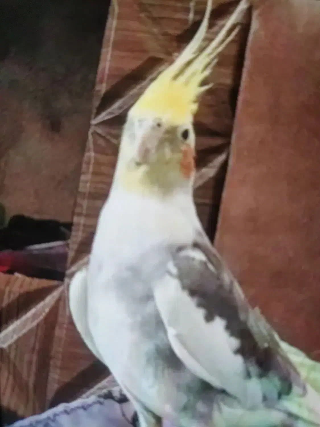 گمشده|حیوانات|کوار, |دیوار