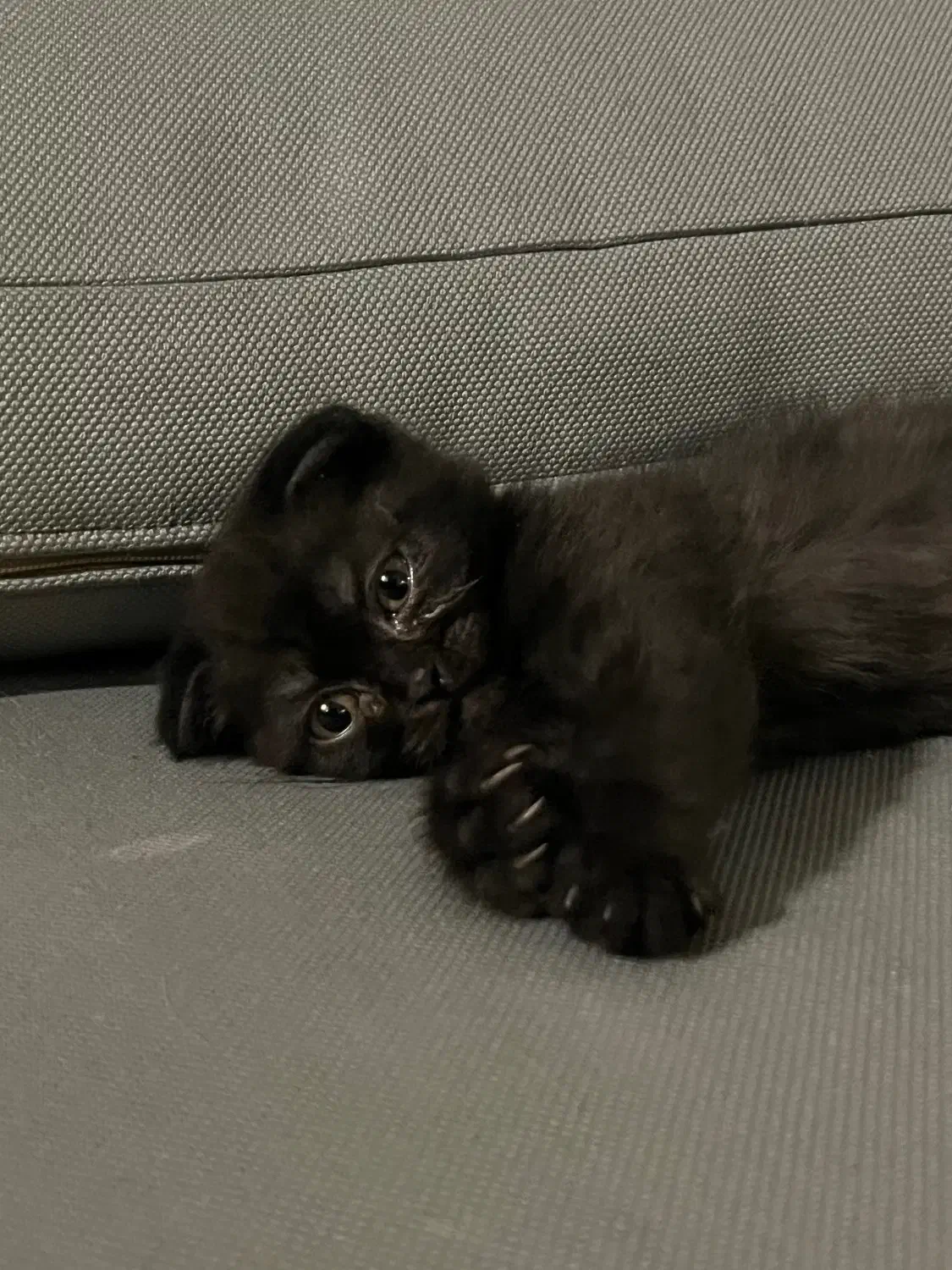 بچه گربه اسکاتیش|گربه|مشهد, شهرآرا|دیوار