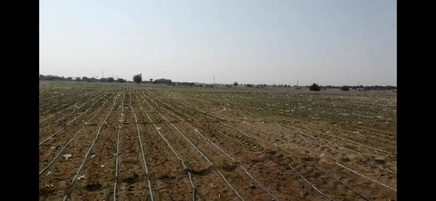 ۴ هکتار زمین با ۶ ساعت آب ک ۲ هکتارش آماده کشت هست|فروش دفتر صنعتی، کشاورزی، تجاری|جازموریان, |دیوار