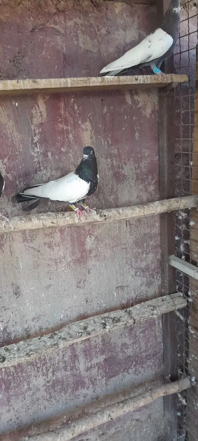 کبوتر رنگی|پرنده|اهواز, کیانپارس |دیوار