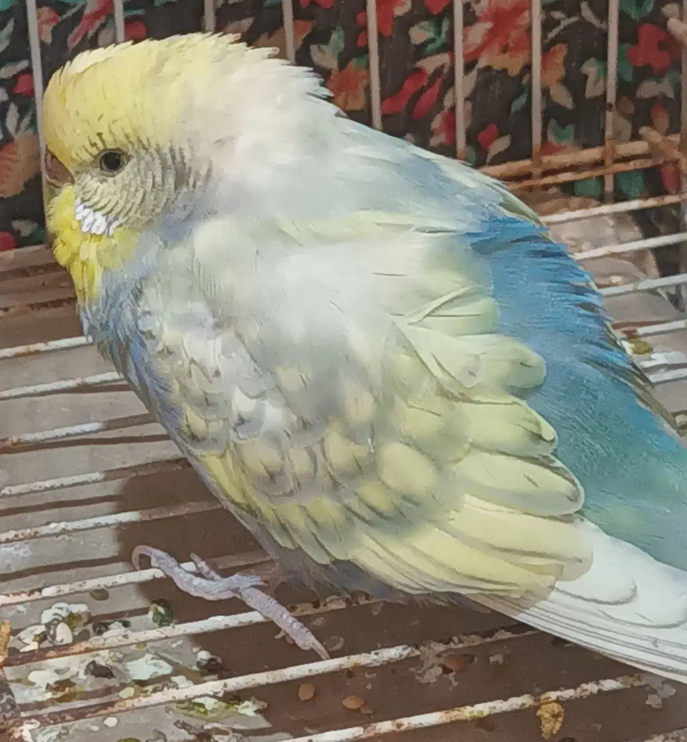 مرغ عشق (رنگین‌کمانی)|پرنده|خان ببین, |دیوار