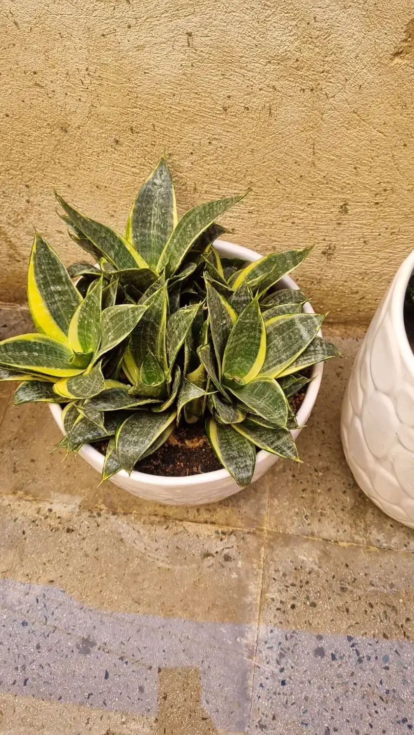 سانسوریا تک رنگ و دو رنگ|گل و گیاه طبیعی|محمدشهر, محمدشهر|دیوار