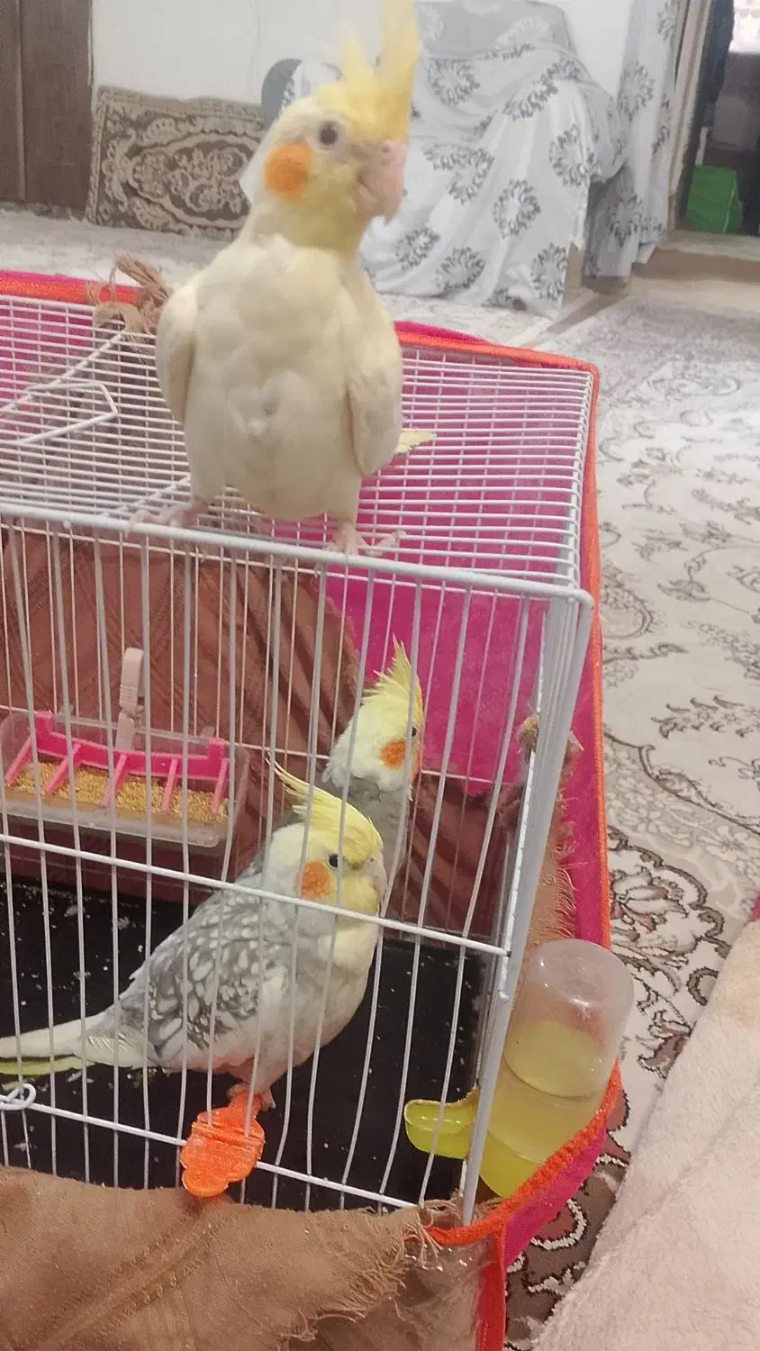 عروس هلندی|پرنده|مشهد, شهید قربانی|دیوار