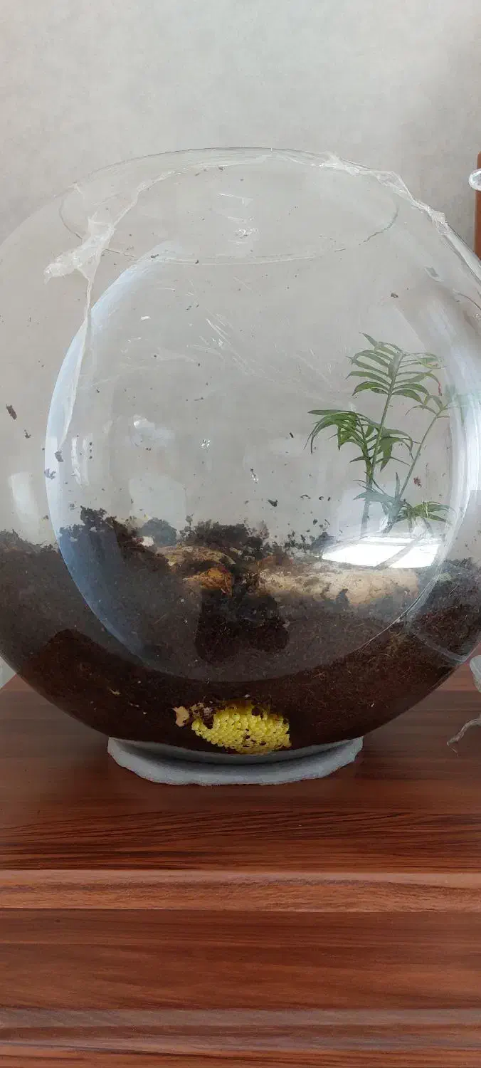 حلزون آچاتینا|خزنده|نجف‌آباد, مزرعه طالب|دیوار