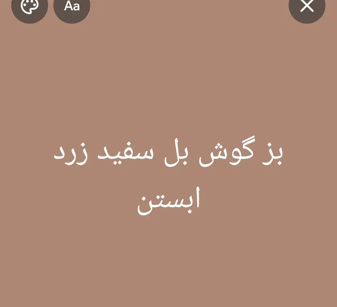 یک عدد بز جوان|حیوانات|دهلران, |دیوار