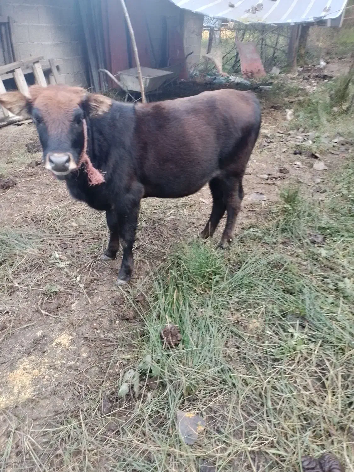 فروش گاو لیشه|حیوانات مزرعه|ماکلوان, |دیوار