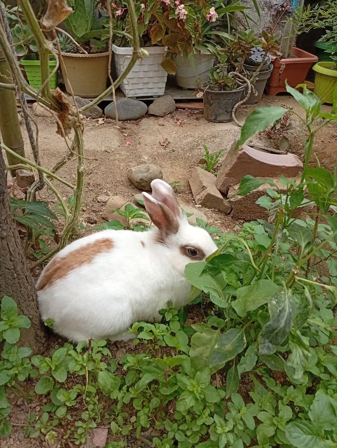 خرگوش نر|موش و خرگوش|کومله, |دیوار