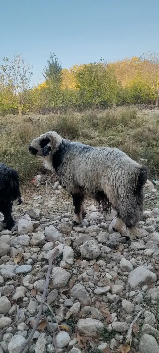 قوچ|حیوانات مزرعه|بوانات, |دیوار