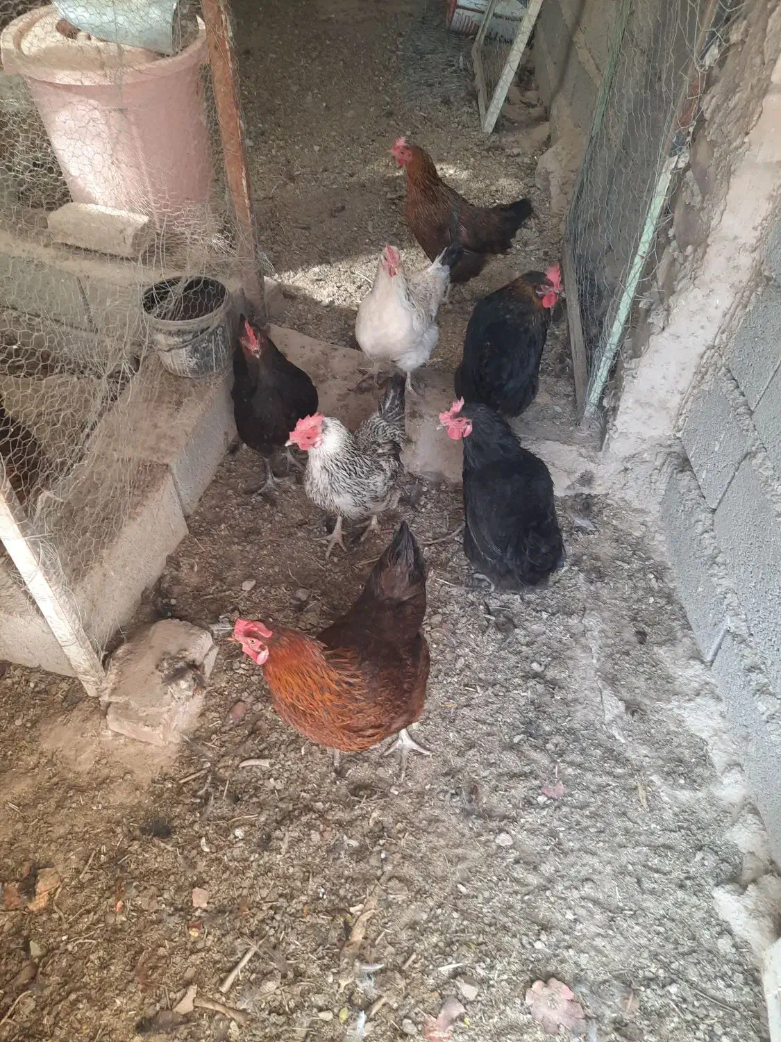 مرغ تخمی|حیوانات مزرعه|قائن, |دیوار