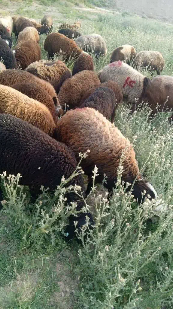 گوسفند افشار|حیوانات مزرعه|شهریار, ابراهیمآباد|دیوار