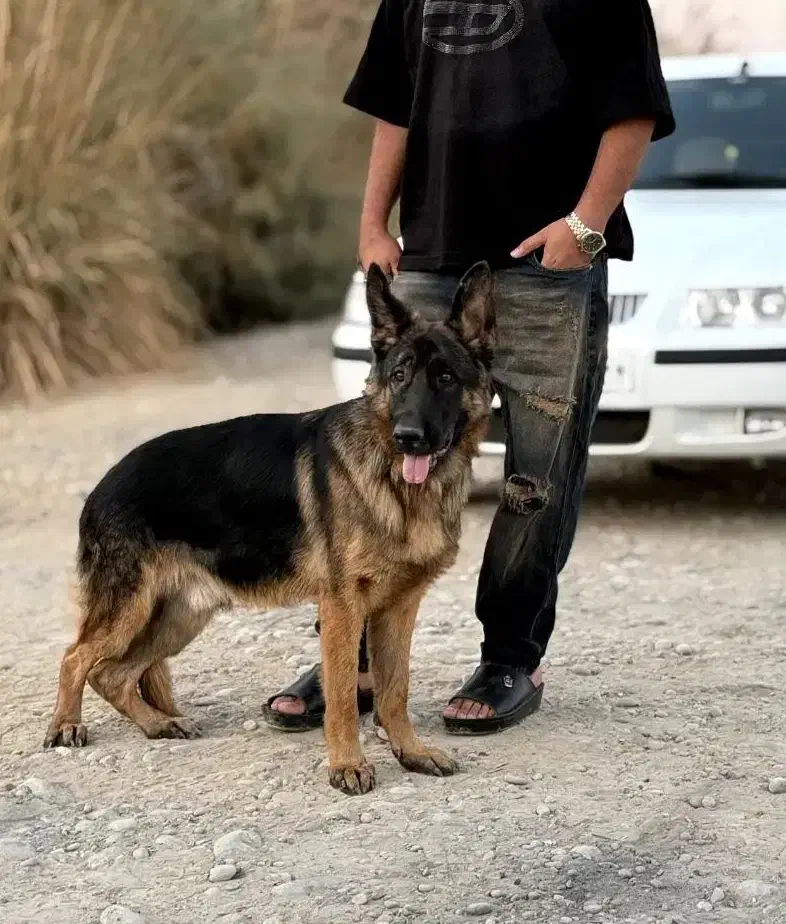 ژرمن|سگ|بهبهان, |دیوار