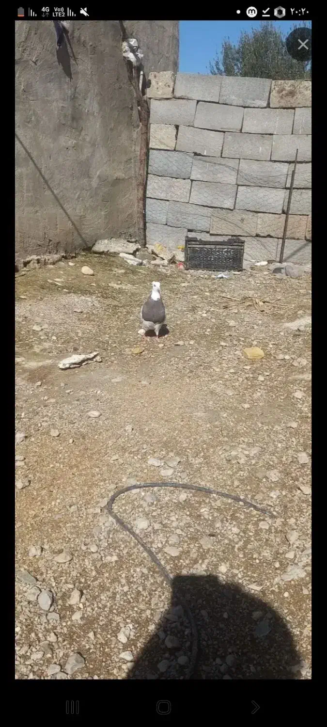 کفتر|پرنده|دهدشت, |دیوار