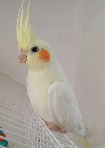 فروش دو جفت عروس هلندی تخم دار|پرنده|شیراز, شهرک صادقیه|دیوار