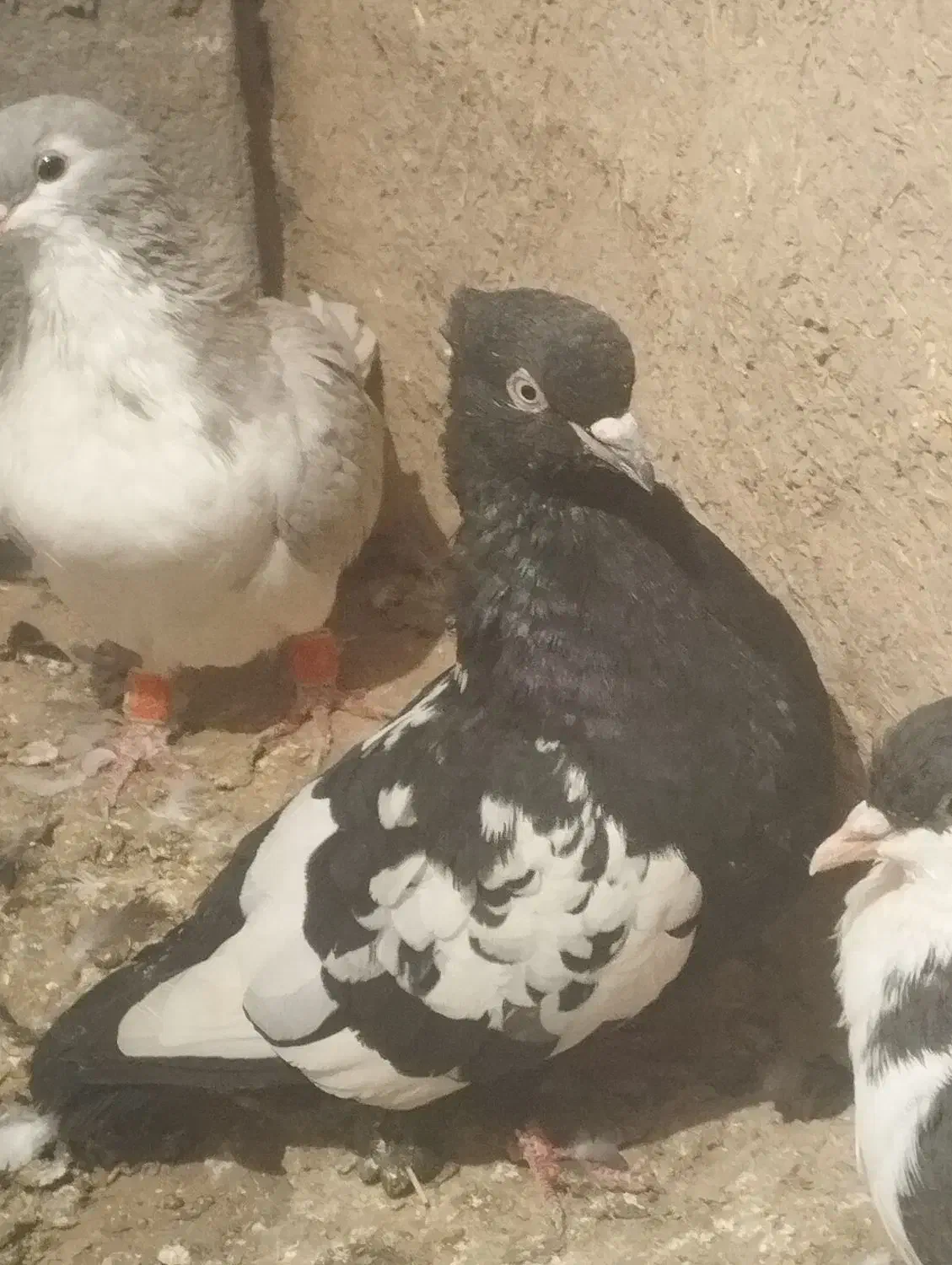 جوانه سینه سیاه قیمت ۵۰۰|پرنده|جغتای, |دیوار