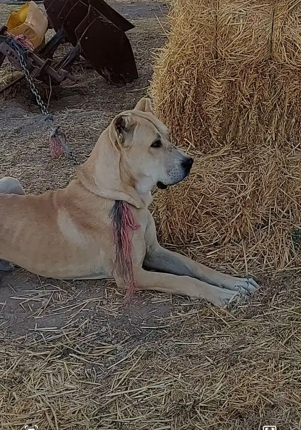 گمشده|حیوانات|چناران, |دیوار