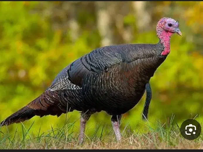 بوقلمون|حیوانات مزرعه|رفسنجان, |دیوار