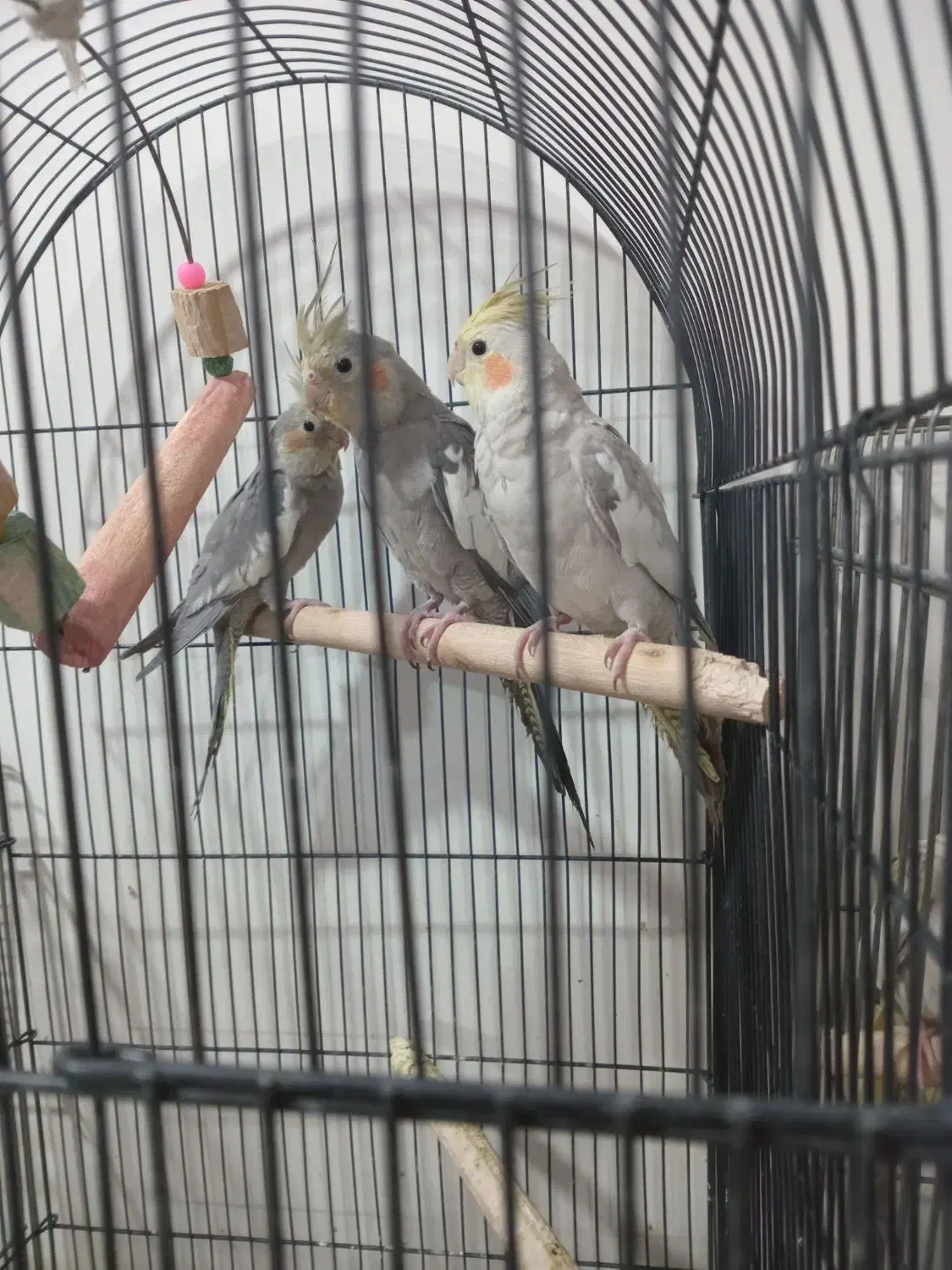 عروس هلندی خونگی دستی شده|پرنده|تهران, هفده شهریور|دیوار