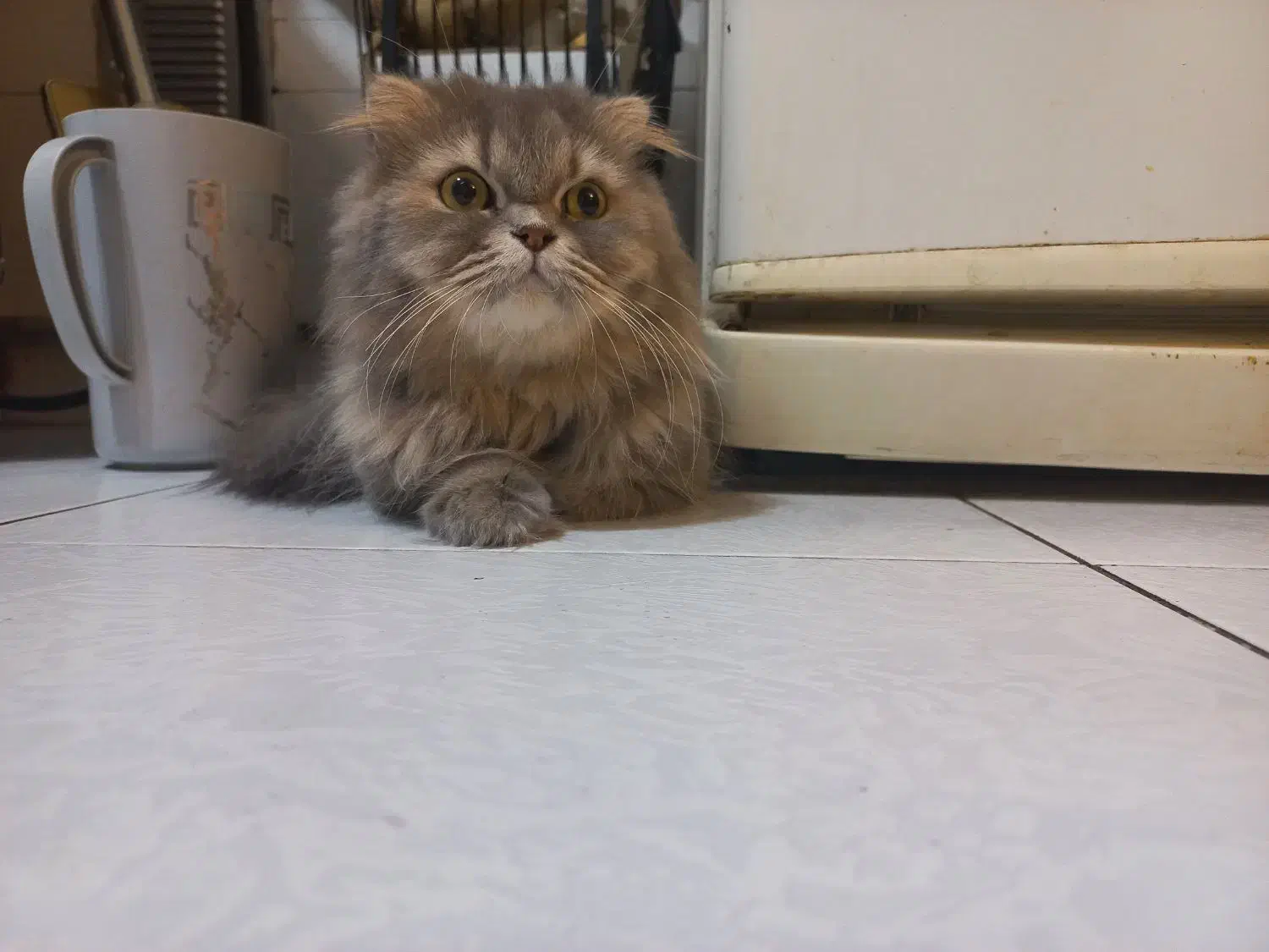 واگذاری گربه اسکاتیش لانگ هیر  ماده|گربه|پردیس, فاز ۳|دیوار