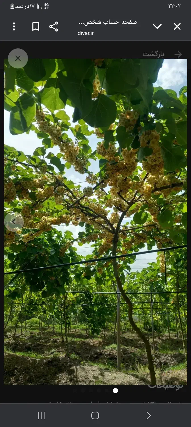 باغ کیوی سند تک برگ|فروش زمین و ملک کلنگی|تالش, هشتپر|دیوار