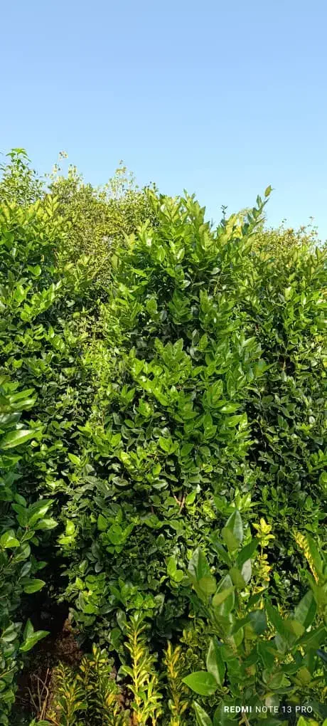 یاس هلندی|گل و گیاه طبیعی|کلاچای, |دیوار