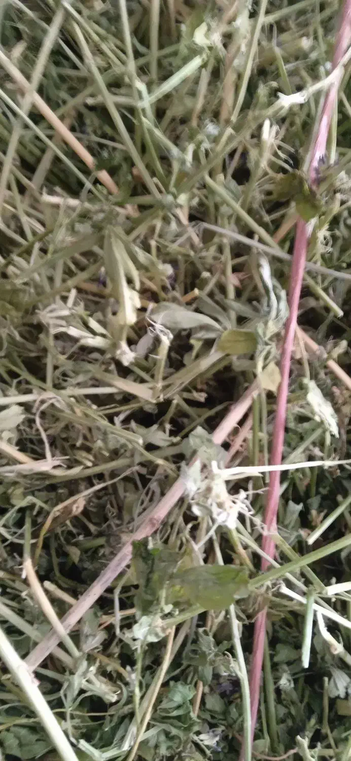 فروش یونجه چین دوم|حیوانات مزرعه|کوهین, |دیوار