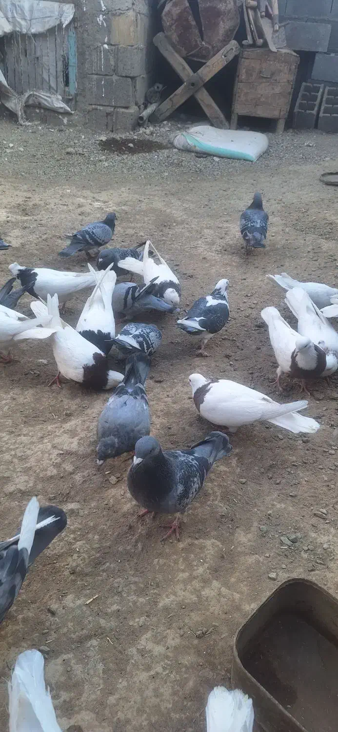 کبوتر|پرنده|سنقر, |دیوار