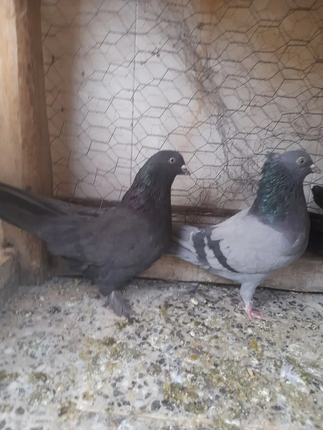 ماده گچی سیاه گرگی|پرنده|شهرکرد, |دیوار