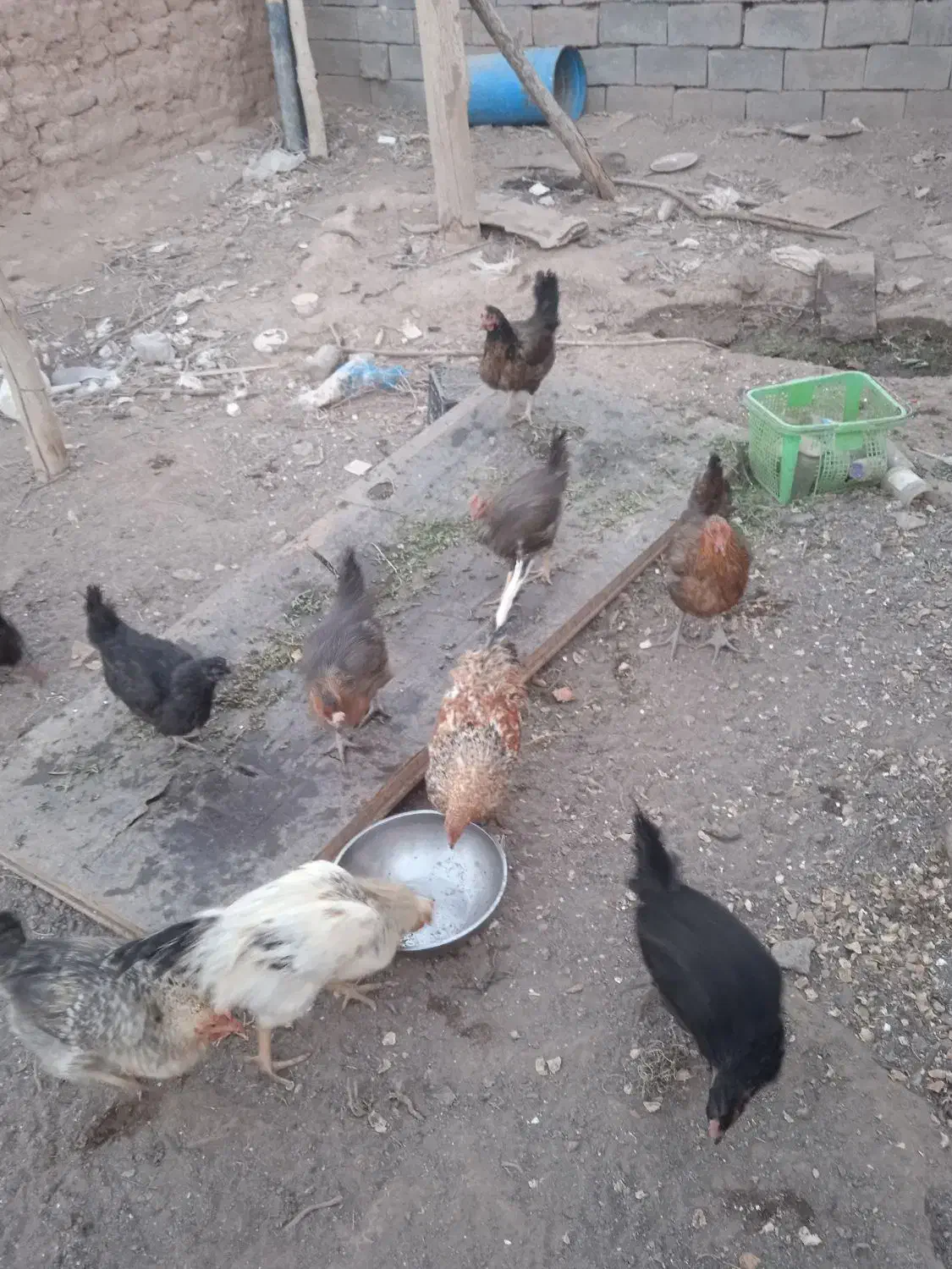 فروش مرغ و خروس|حیوانات مزرعه|رفسنجان, |دیوار