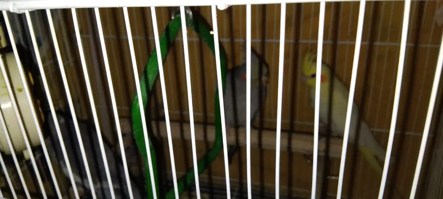 قفس پرنده|لوازم جانبی حیوانات|مشهد, کشف|دیوار