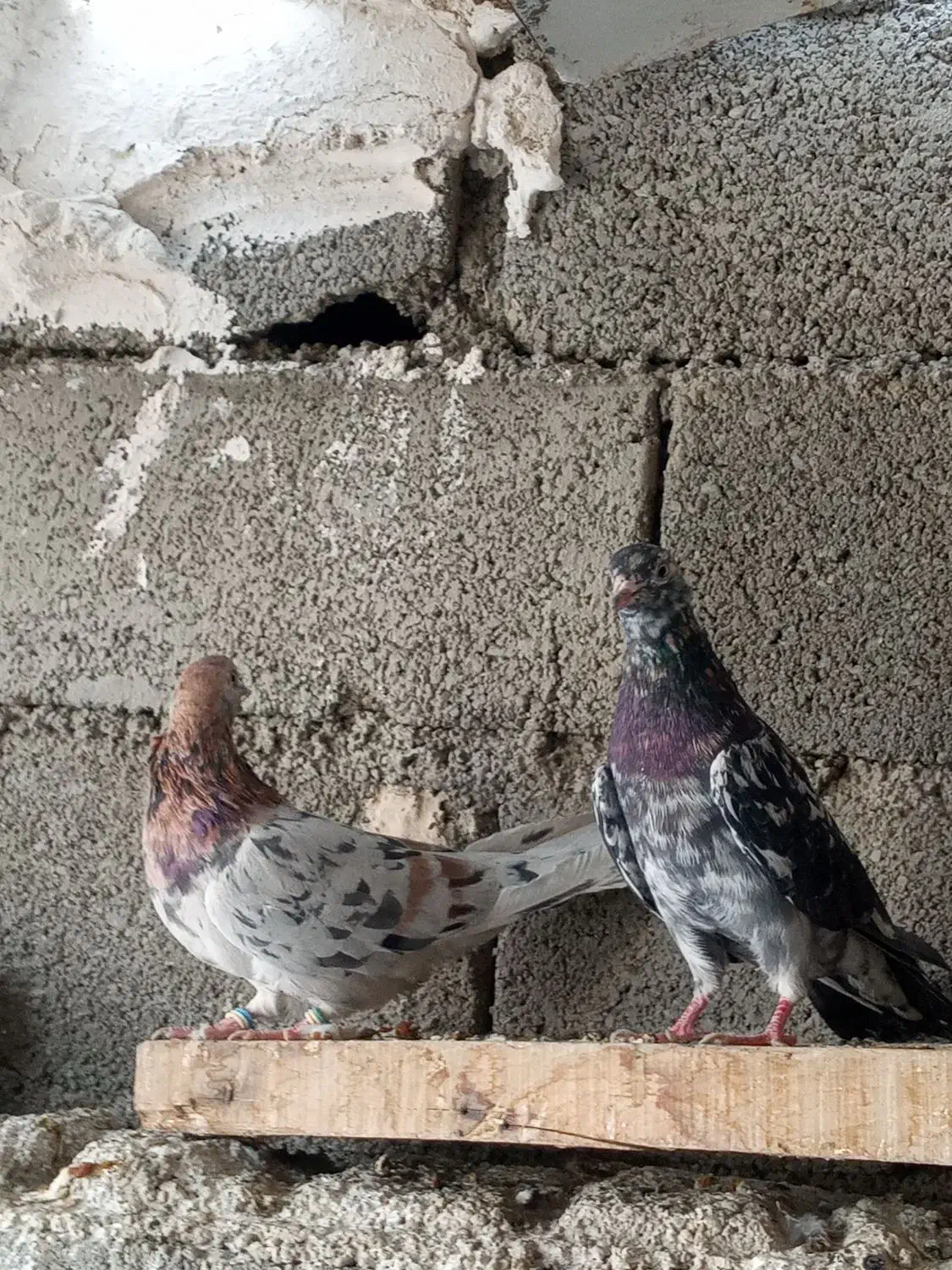 کبوتر بلند پرواز سرور اتیشی|پرنده|صباشهر, |دیوار