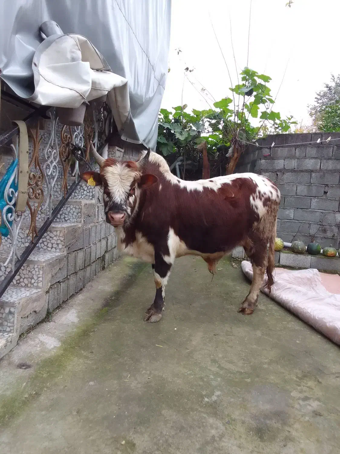 کل چالوسی ناف دار،سه ساله|حیوانات مزرعه|اطاقور, |دیوار