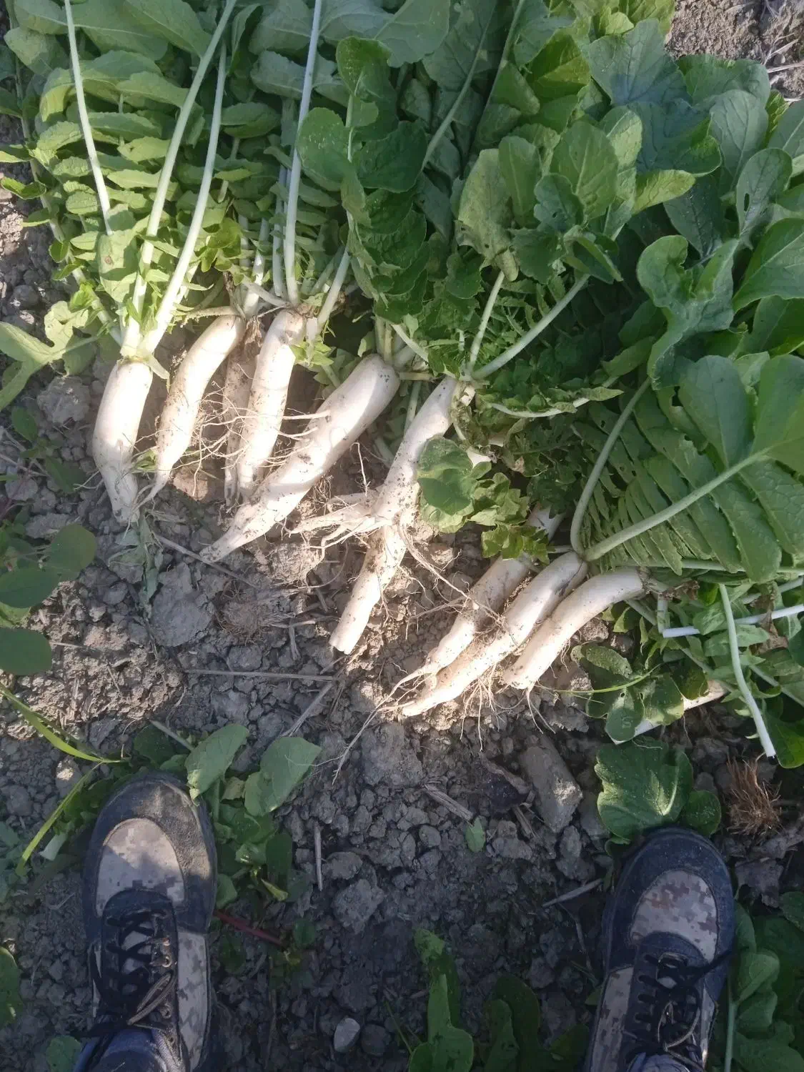 طرب سفید قرمز|خوردنی و آشامیدنی|بندر گز, |دیوار