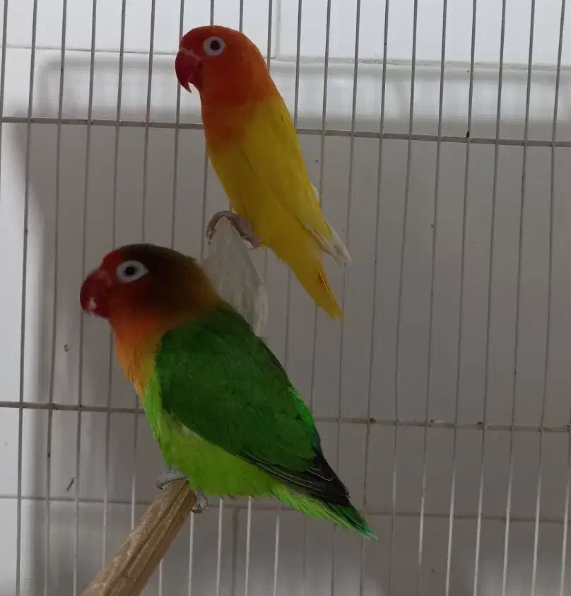 طوطی کوتوله ، عروس هلندی ، گرینچیک|پرنده|بندرعباس, |دیوار