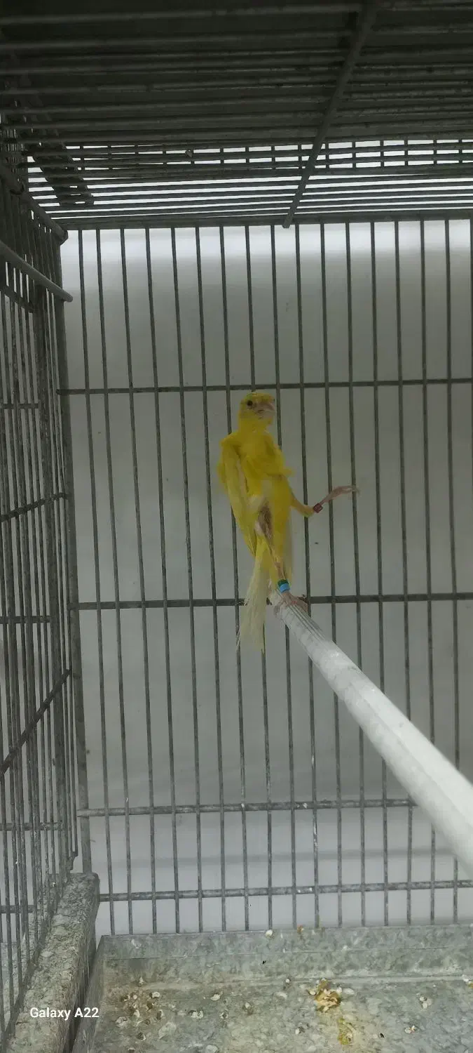 قناری نژاددار|پرنده|بهار, |دیوار