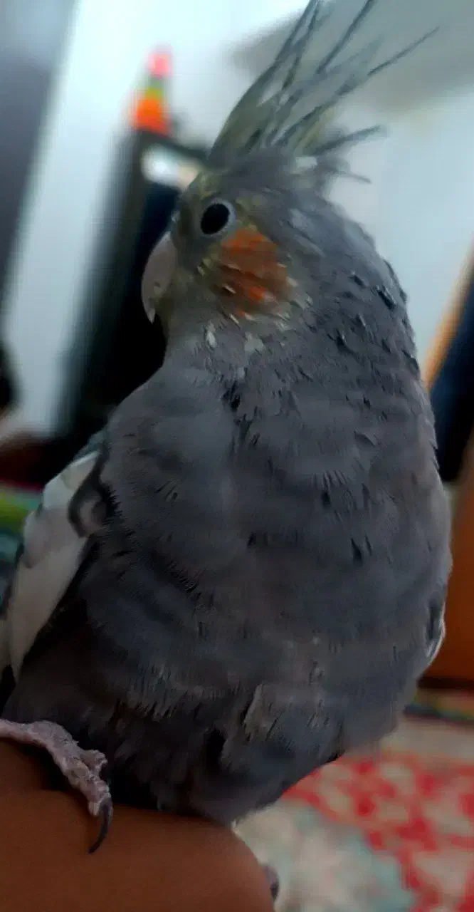 عروس هلندی|پرنده|باخزر, |دیوار