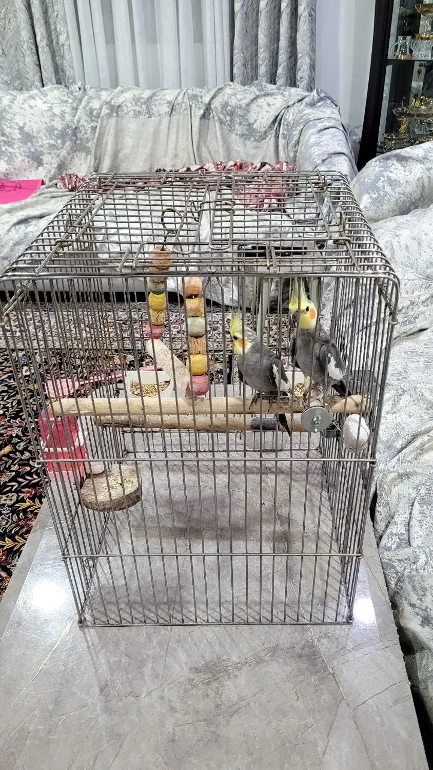 پرنده عروس هلندی|پرنده|محمودآباد, |دیوار