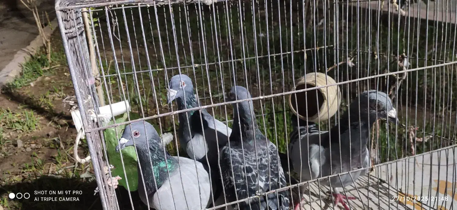 سه عدد نرسبز دوخط ویک ماده مگس|پرنده|زابل, |دیوار