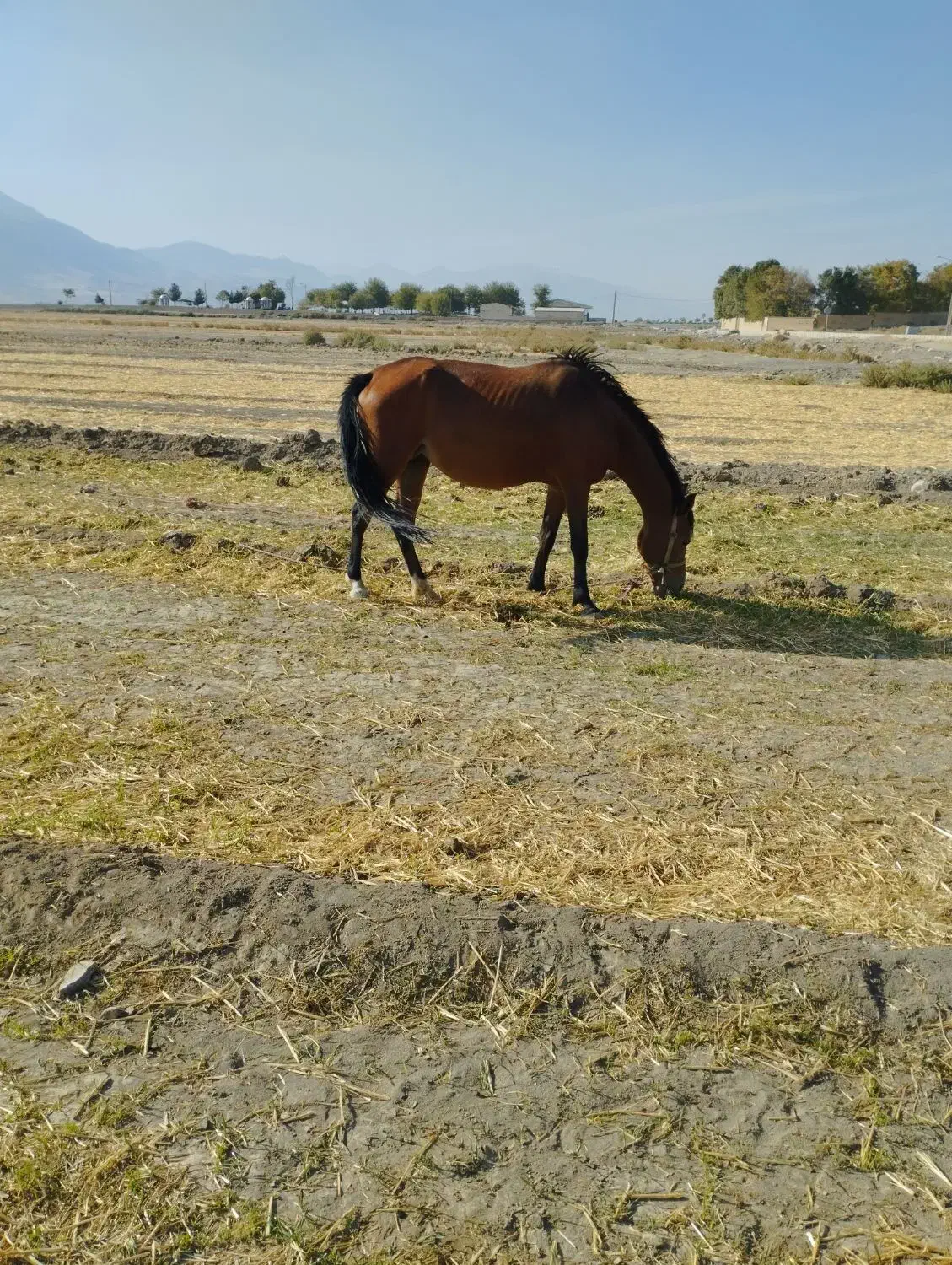 اسب مادیون با کره پنج ماهه نریون|اسب و تجهیزات اسب‌سواری|سیلاخور, |دیوار