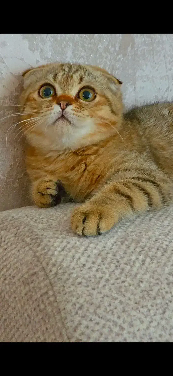 مجموعه گربه های دارای بازدید|گربه|ایلام, |دیوار